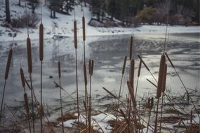 cattail near the river in winter