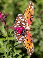 colorful beautiful butterfly