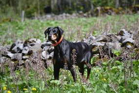 Doberman on a green meadow
