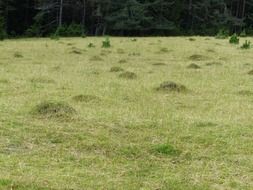 ants hill on the meadow