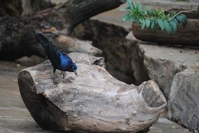 black wild raven on a stone