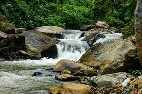 mountain river among stones and green trees