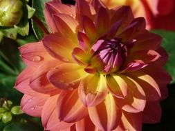 pink-yellow dahlia close-up