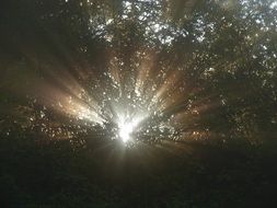 sunbeam through a thick tree