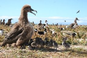 black footed albatross in the nature of Hawaii