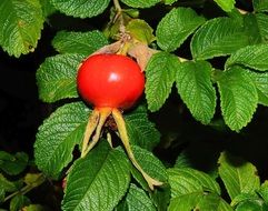 rose hip fruit