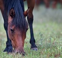 brown horse eats grass, nature