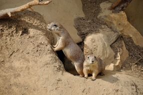 cute couple of prairie dog