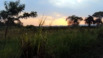 rice fields at sunset in sri lanka