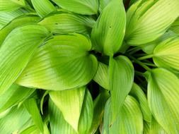 green bright summer foliage