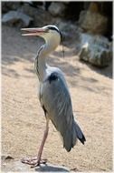 silver heron water bird outdoor portrait