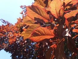 red orange foliage in autumn