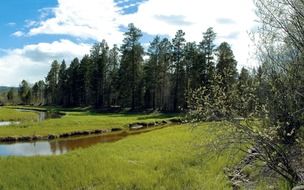 channels in front of forest at spring