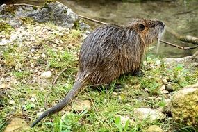 beaver coypu nutria rodent