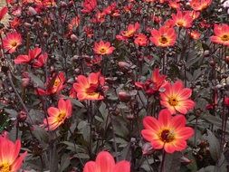 glade with bright dahlias