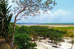 rainforest near amazon river