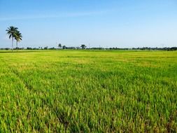 paddy cultivation landscape with colorful plants