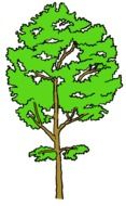 drawing of aspen tree