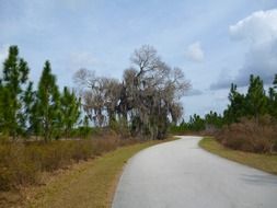 Winding road near the forest