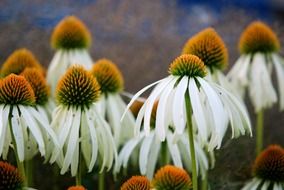 many flowers of white echinacea