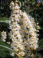 cherry laurel blossoms