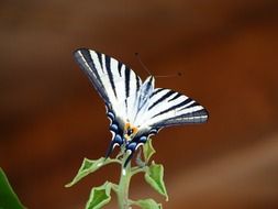 Blue and white butterfly