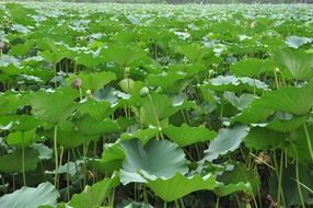 huge green lotus leaves
