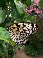 white-black butterfly in nature