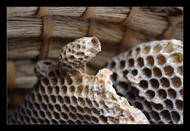 honeycombs as a picture in a black frame