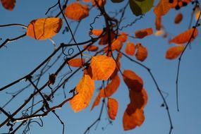 red blood leaves in autumn