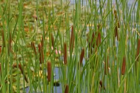 reeds on the pond