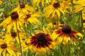 amazing beauty yellow spring flowers