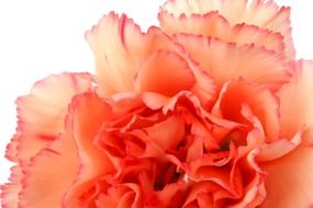 pink carnation flower on a white background