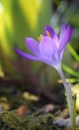 crocus is spring flower on a blurred background