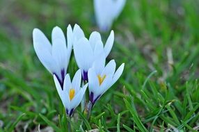 very beautiful crocus flowers