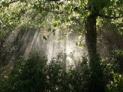 the sun's rays through the dense forest