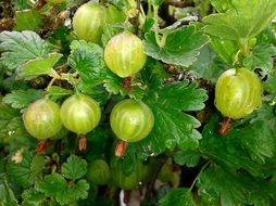 Berries of gooseberry on a bush