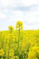 Rape field at sunrise in summer