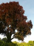 purple beech against the blue sky