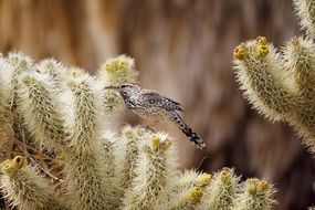 small Cactus wren wildlife