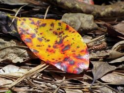 closeup view of autumn yellow leaf on the ground