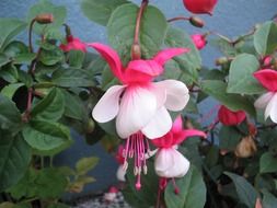 red-pink fuchsia flowers on a bush
