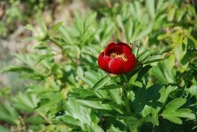 dark red peony bud