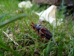 krabbeltier or cockchafer