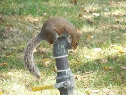 cute squirrel on a garden crane