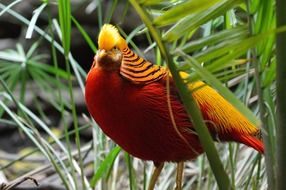 Beautiful bright golden and red pheasant exotic bird among the plants