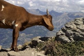 brown goat in the picturesque mountains close-up