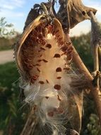 Asclepias or milk weed