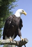 The eagle stands on a wooden stick