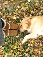 golden retriever near legs in autumn